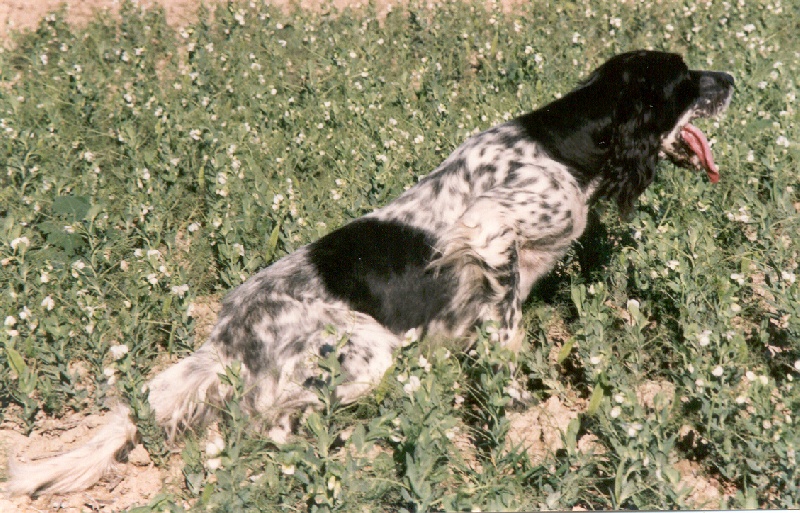 CH. TR. Gipsy de la lande cantepie